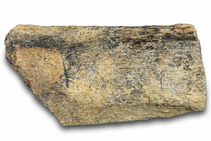Hadrosaur Bone Section - Montana #287440
